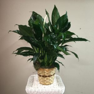 Peace lily in basket